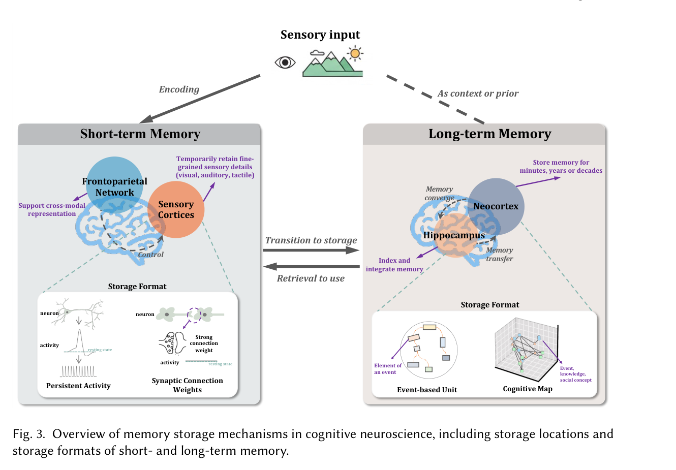 Figure 3: Memory storage mechanisms in cognitive neuroscience